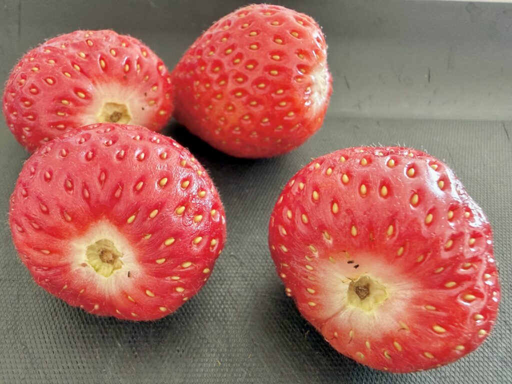いちご飴用にヘタを手で取った旬のいちご