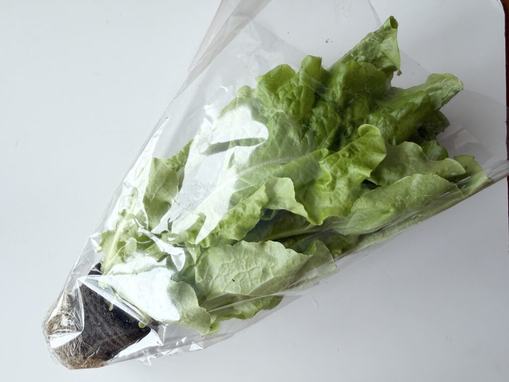 根が付いたまま販売されているコストコのサンチュ