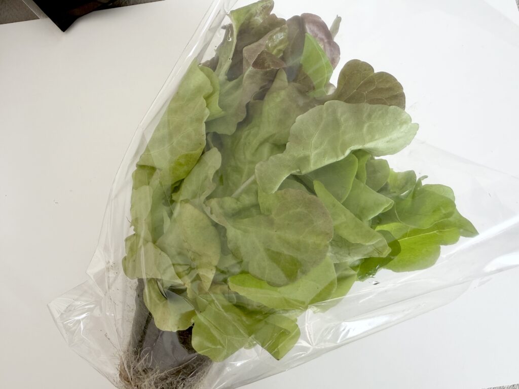 根が付いた状態で袋に入っているリーフレタス